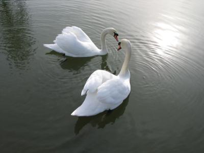 ianlauderpic1swan.jpg
